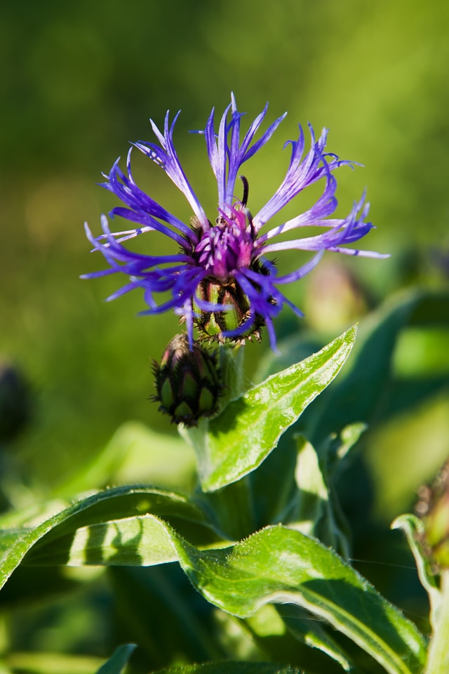 Close-up cornflower flora