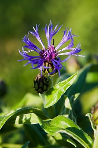 Close-up cornflower flora photo