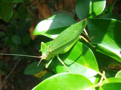 Leaves green insect photo