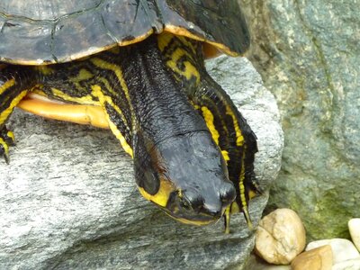 Turtle reptile armor