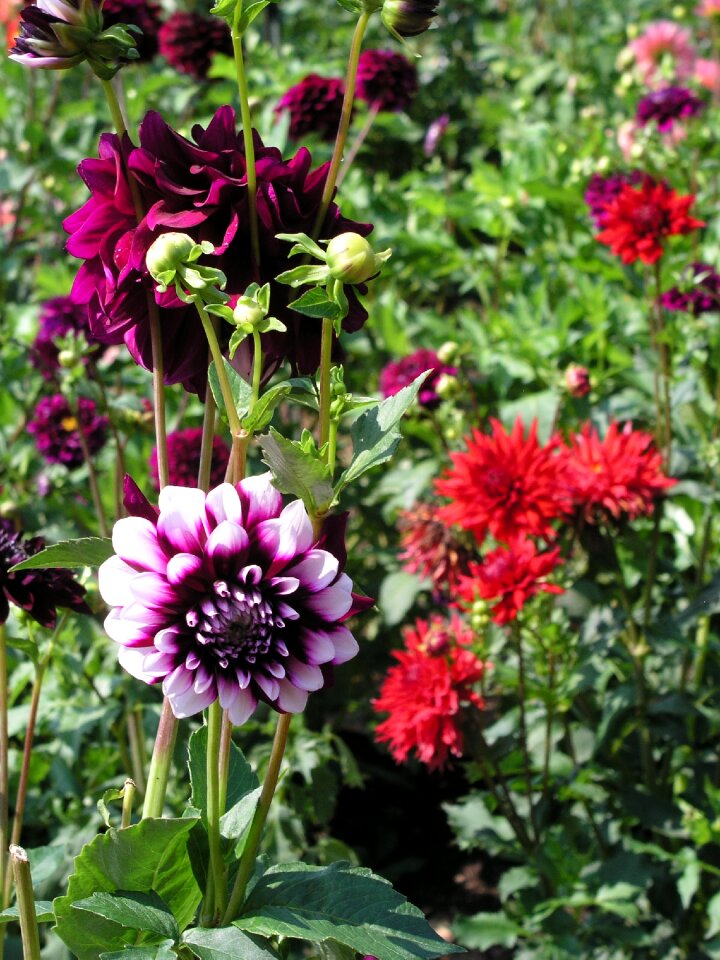 Pink lilac violet