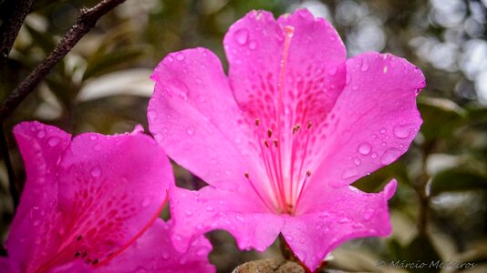 Nature plant garden