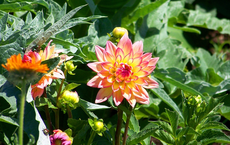 Blossom floral garden