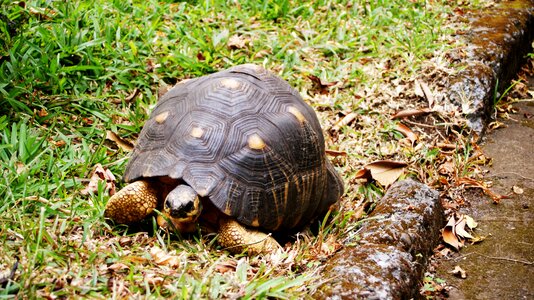 Turtle reunion island nature photo