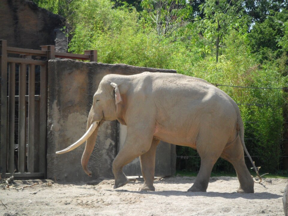 Zoo mammal nature