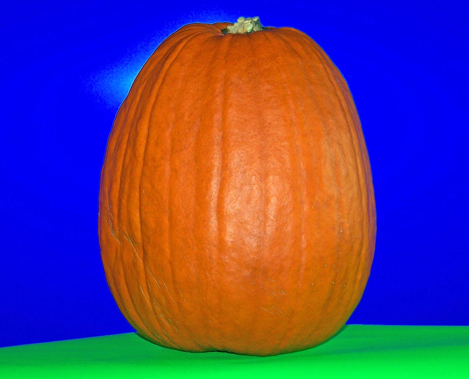 Halloween celebration seasonal