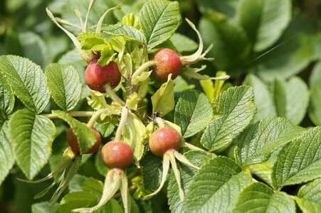 Fruit dog rose sammelfrucht