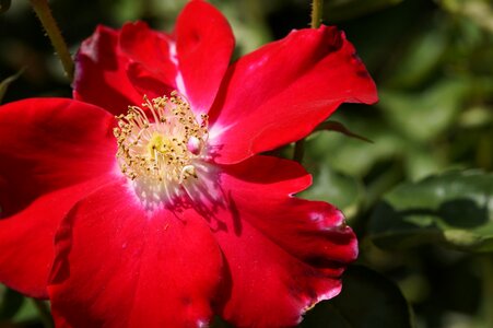 Rose hip red blossom photo