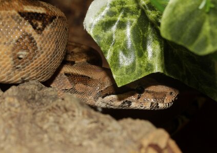 Emperor snake reptile lurking