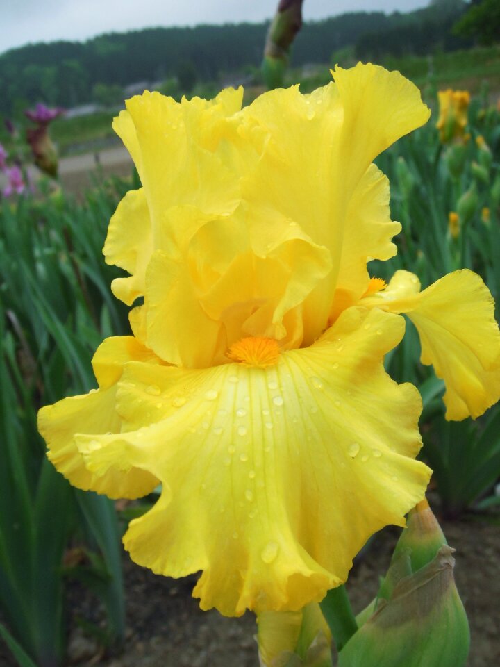 Flowers iris german iris