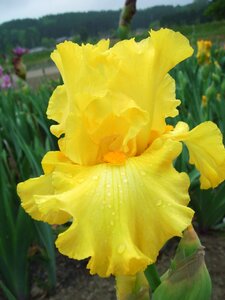 Flowers iris german iris