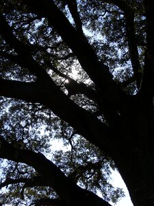 Tree shadows landscape photo