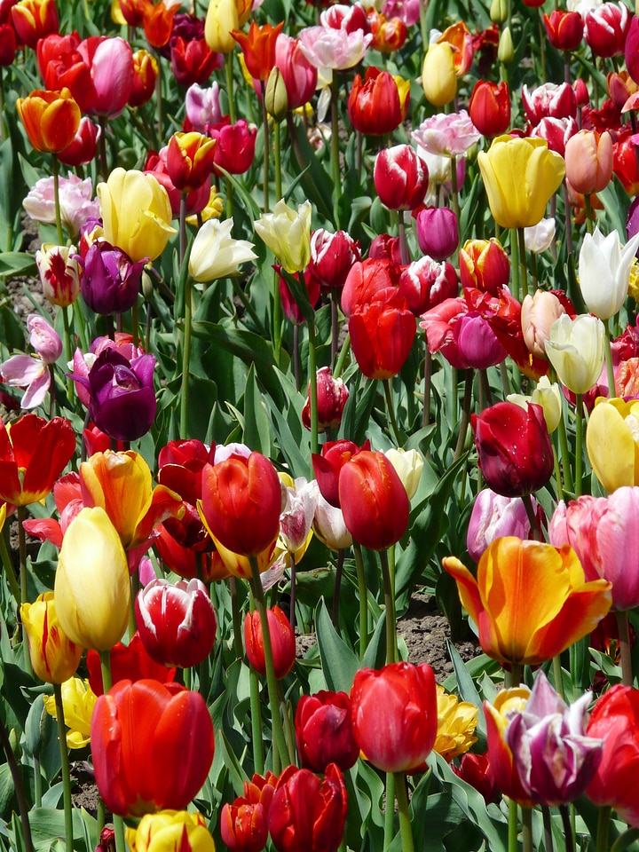 Flowers tulip field colorful