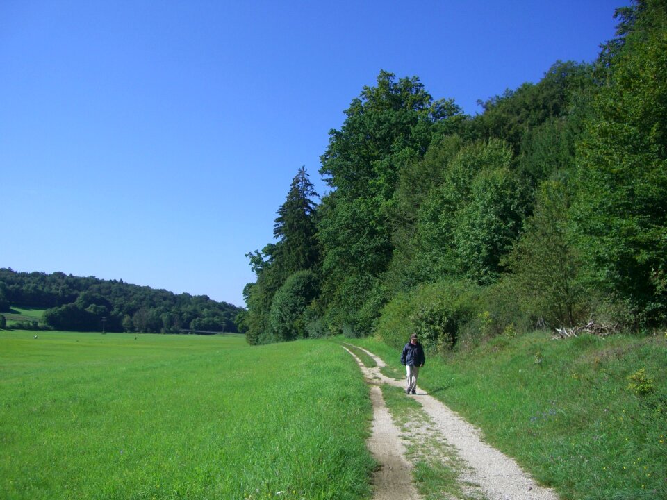 Nature meadow forest