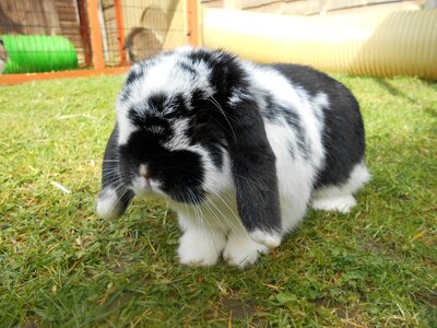 Cute ears fluffy photo