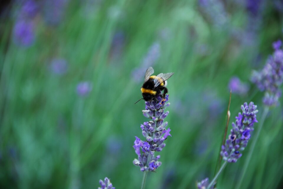 Lavender scent pollination