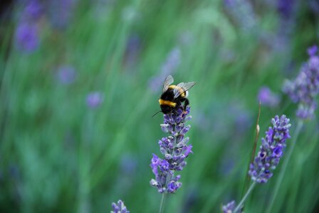 Lavender scent pollination