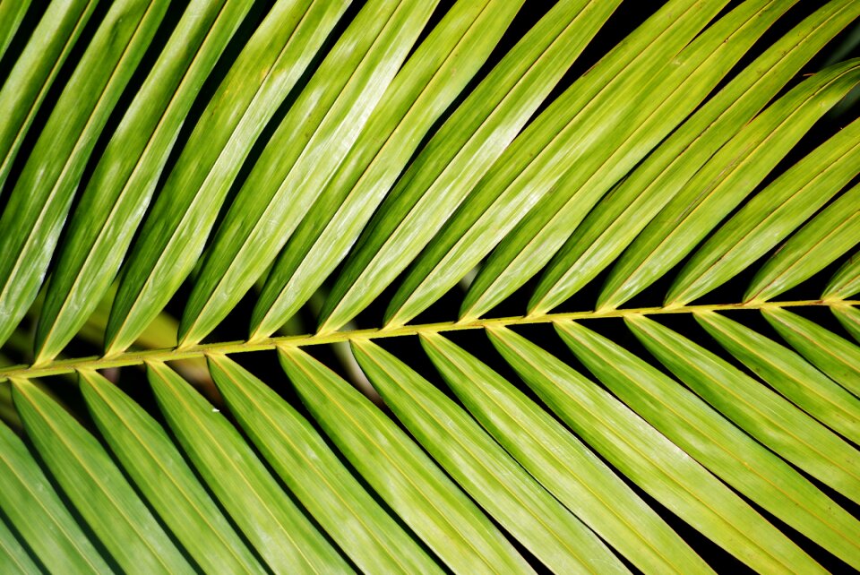 Green nature light