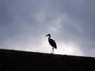 Bird roof dark clouds