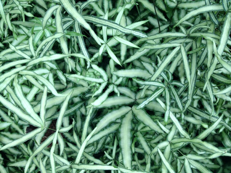 Plant grass leaf