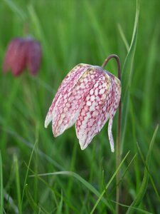 Uppsala sweden flower