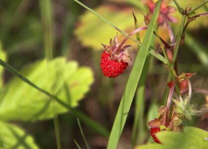 Red fragaria vesca nature