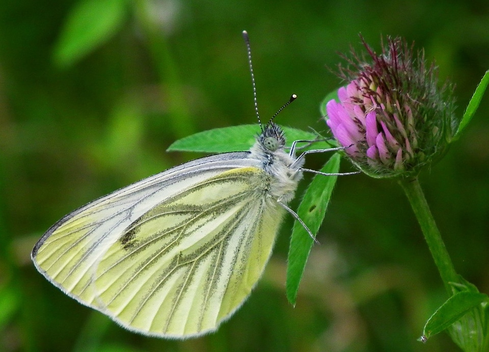 Wildlife antenna wings