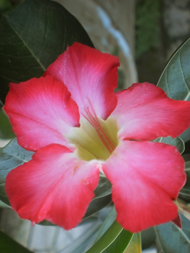 Flowers nature tropic flowers