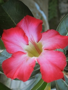 Flowers nature tropic flowers