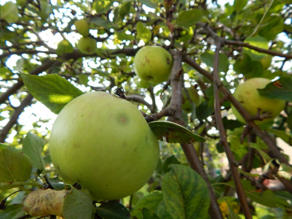 Pallet pulpwood fruitful apple tree branch with apples