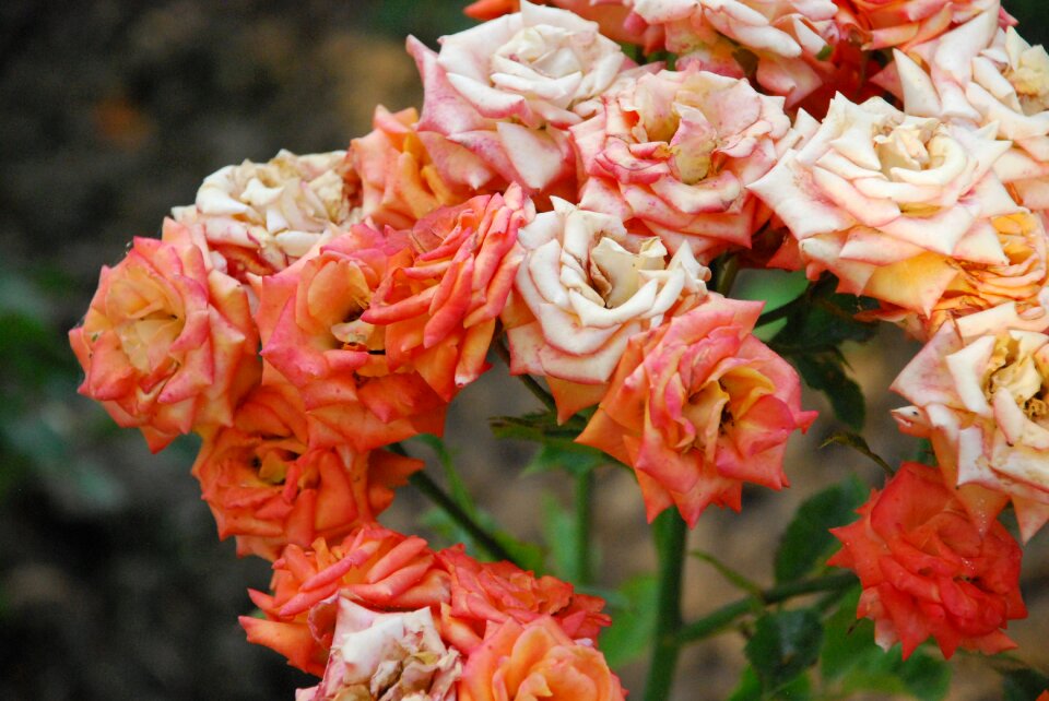 Rose orange bloom