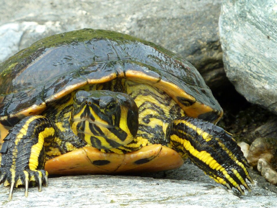 Turtle szarupajzs claw