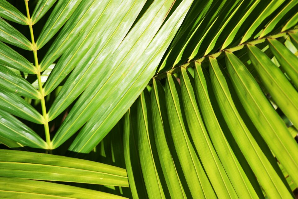 Green nature light
