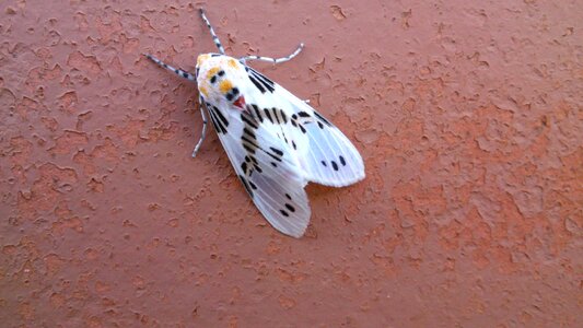 Mariposa insects nature