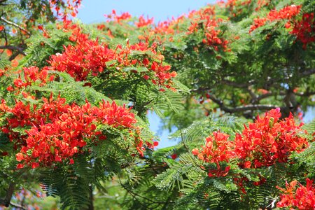 Locust bean plant flowers red