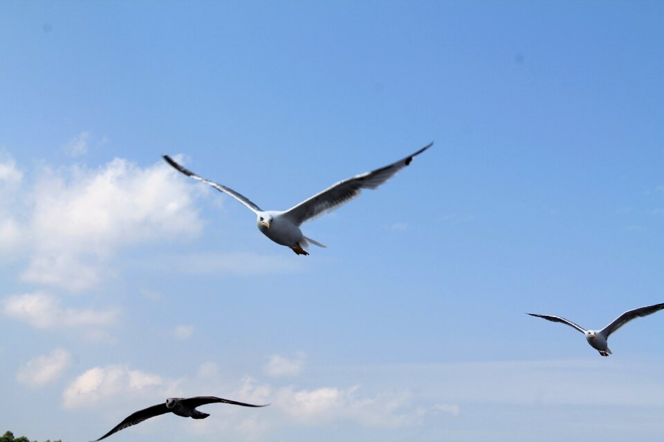Bird sea gull nature