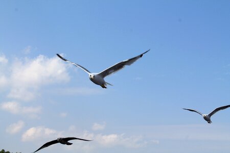 Bird sea gull nature photo