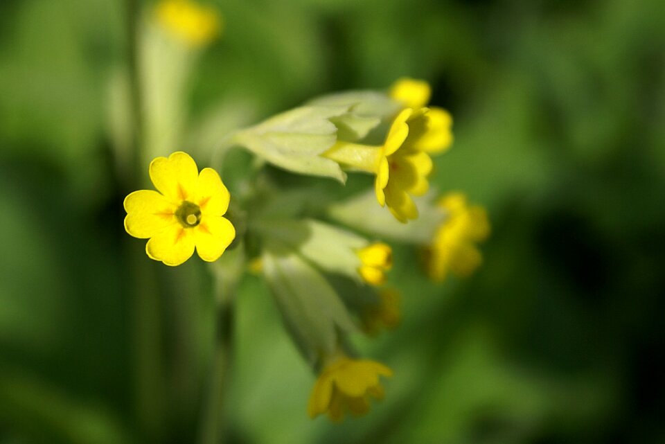 Summer flower plant