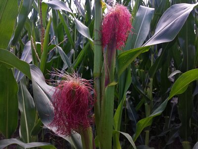 Cornfield corn plants cultivation photo
