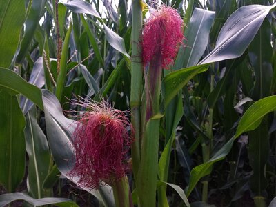 Cornfield corn plants cultivation