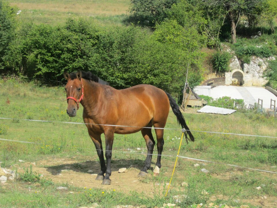 Horse nature animals