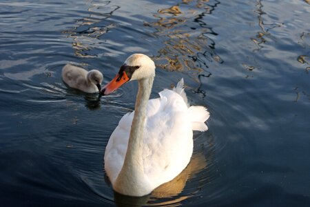 Waterfowl cute young animals photo