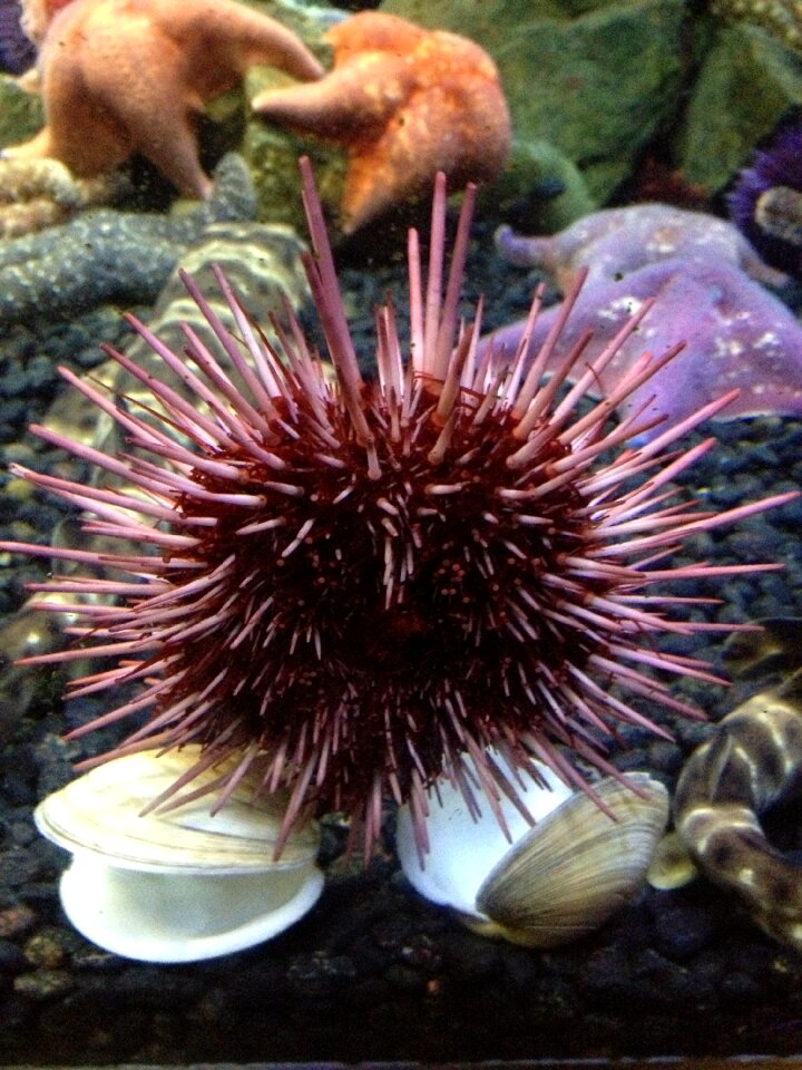 Sea urchin aquarium fish photo