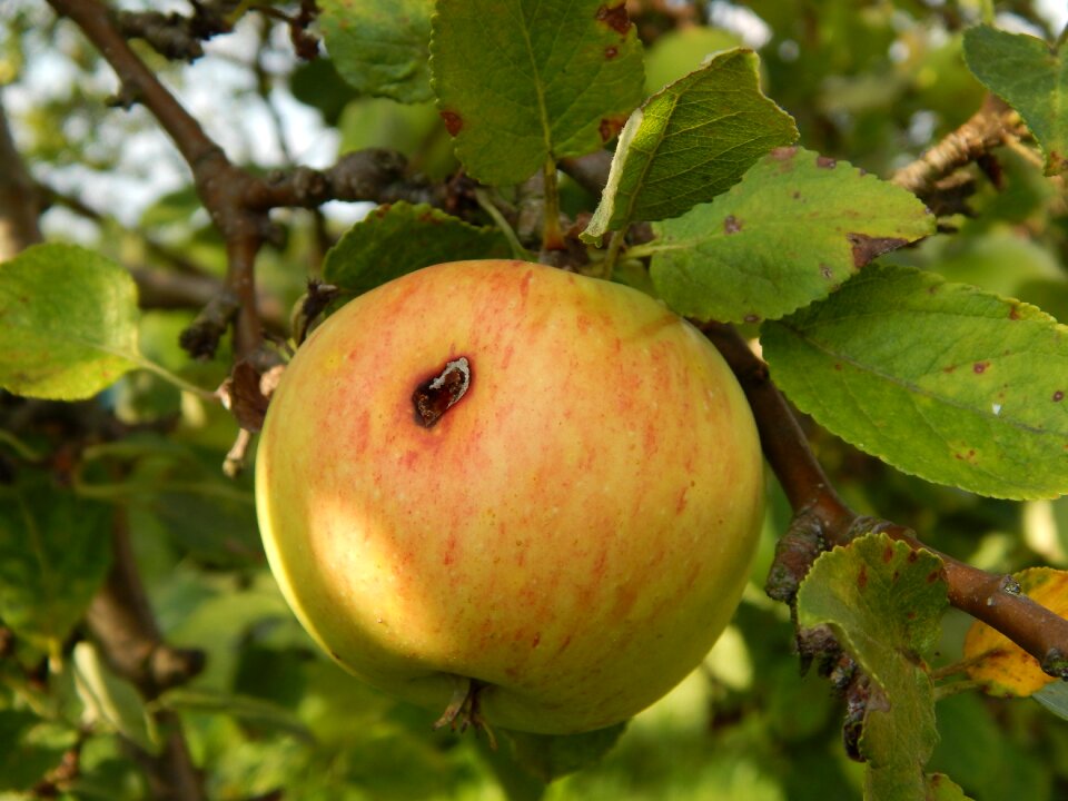 Pallet pulpwood fruitful apple tree branch with apples
