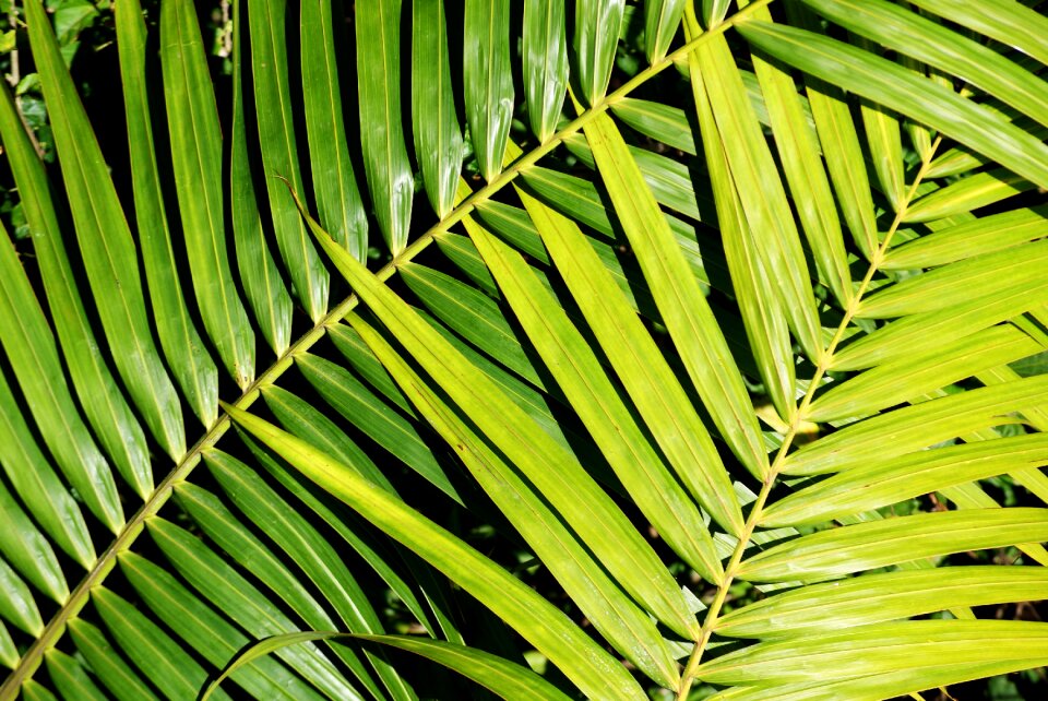 Green nature light