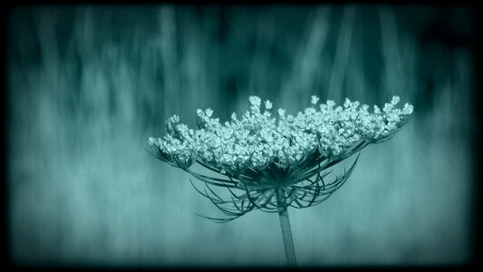 Black flower wild carrot