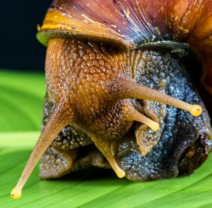 Land snail reptiles mollusk