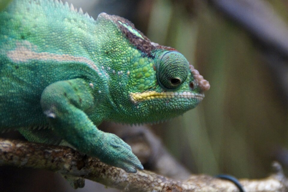 Animal head chamaeleonidae