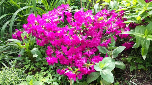 Azalea flowers shrubs