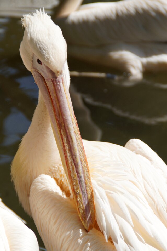 Head animal portrait close up